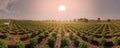 Aerial view farmland,top view, aerial drone photo