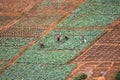 Aerial view of farmland for traditional agriculture with traditional farmers cultivating the land