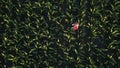 Aerial view of female farmer with tablet in corn field Royalty Free Stock Photo