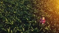 Aerial view of female farmer with tablet in corn field