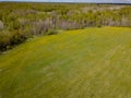 Aerial view of the field with green grass and yellow dandelions without people and garbage with forest and trees. Health and
