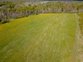 Aerial view of the field with green grass and yellow dandelions without people and garbage with forest and trees. Health and Royalty Free Stock Photo