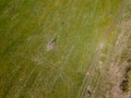 Aerial view of the field with green grass and yellow dandelions without people and garbage. Health and nature