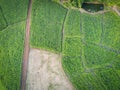 Aerial view field nature agricultural farm background, top view corn field from above with road agricultural parcels of different Royalty Free Stock Photo