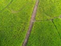 Aerial view field nature agricultural farm background, top view corn field from above with road agricultural parcels of different Royalty Free Stock Photo