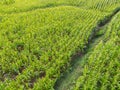 Aerial view field nature agricultural farm background, top view corn field from above with road agricultural parcels of different Royalty Free Stock Photo