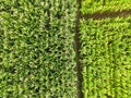 Aerial view field nature agricultural farm background, top view corn field from above with road agricultural parcels of different Royalty Free Stock Photo