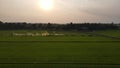 Aerial view field rice farm green sky sun