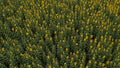 Aerial view of a field of sunflowers