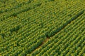 Aerial view of a field of yellow sunflowers Royalty Free Stock Photo