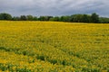 Aerial view of a field of yellow sunflowers Royalty Free Stock Photo