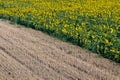 Aerial view of a field of yellow sunflowers next to the harvested field on a sunny day Royalty Free Stock Photo