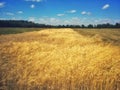 Field in Poland Royalty Free Stock Photo