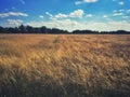 Field in Poland Royalty Free Stock Photo