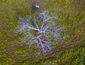 Aerial view from the Fig Tree Royalty Free Stock Photo