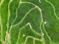 Drone view of Fiji Rice Terraces in Bali, Indonesia Royalty Free Stock Photo