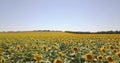 Aerial view: flight over a sunflower field in the clear sun.