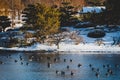 Aerial view of flock of black birds swimming in the lake by white snowy shore