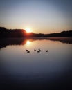 Aerial view of a flock of ducks in a lake at sunrise in Bruggen, Germany