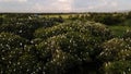 Aerial view, flock of egrets. a group of great white egrets at the top of a mangrove tree near the beach. family of great white