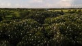 Aerial view, flock of egrets. a group of great white egrets at the top of a mangrove tree near the beach. family of great white