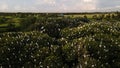 Aerial view, flock of egrets. a group of great white egrets at the top of a mangrove tree near the beach. family of great white