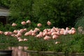 Aerial view of flock of Flamingos sleeping on grassland