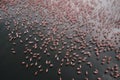 Aerial view of flock of pink flamingos flying on water surface on lake