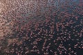 Aerial view of flock of pink flamingos flying on water surface on lake