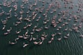 Aerial view of flock of pink flamingos flying on water surface on lake