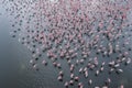 Aerial view of flock of pink flamingos flying on water surface on lake