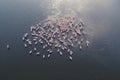 Aerial view of flock of pink flamingos flying on water surface on lake