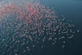 Aerial view of flock of pink flamingos flying on water surface on lake