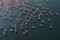 Aerial view of flock of pink flamingos flying on water surface on lake