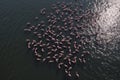 Aerial view of flock of pink flamingos flying on water surface on lake