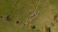 Aerial view of flock of sheep. Aerial landscape