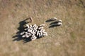 Aerial view of a flock of sheep and donkey