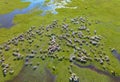 Aerial view flock of sheep grazing on pasture