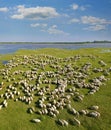 Aerial view flock of sheep grazing on pasture