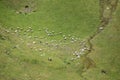 Aerial View Of Flock Of Sheeps In Mountains Of Georgia. Summer Green Pasture Landscape