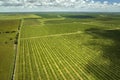 Aerial view of Florida farmlands with rows of orange grove trees growing on a sunny day Royalty Free Stock Photo