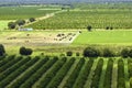 Aerial view of Florida farmlands with rows of orange grove trees growing on a sunny day Royalty Free Stock Photo