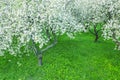 Aerial view of flowering apples orchard on spring day. spring scenery Royalty Free Stock Photo