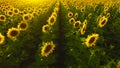 Aerial view flowering sunflowers