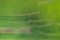 Aerial view from flying drone. Beautiful green area of young rice field or meadow in rainy season