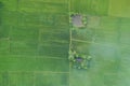 Aerial view from flying drone. Beautiful green area of young rice field or meadow in rainy season