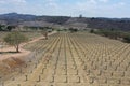 Aerial view, flying over a pitaya or pitahaya plantation