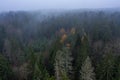 Aerial view of foggy coniferous forest
