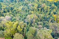 Aerial view of forest Royalty Free Stock Photo