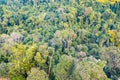 Aerial view of forest